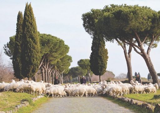 Consorzio abbacchio Igp: a Pasqua 300mila agnelli arriva da estero