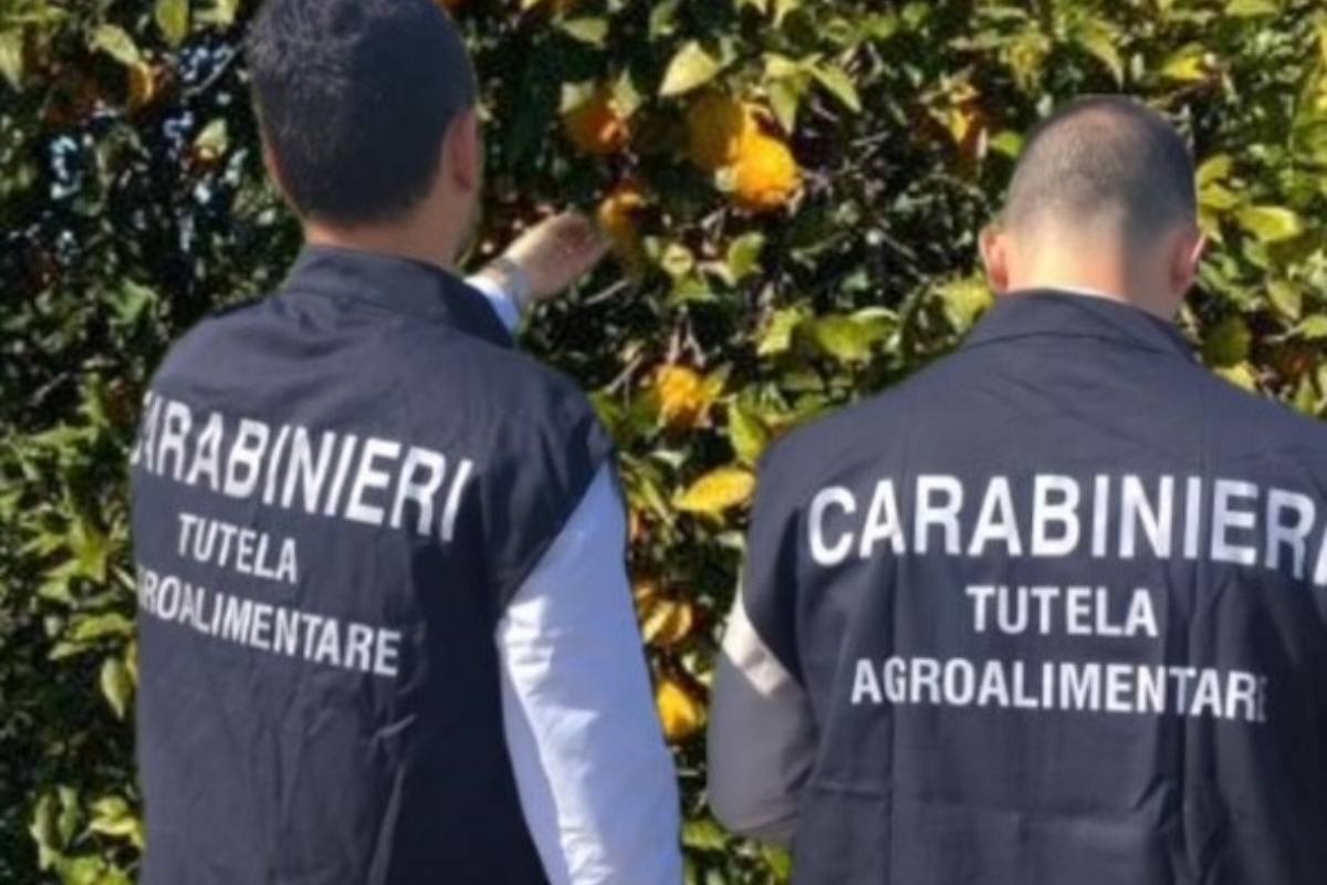 Materiali con marchio Arancia rossa Igp contraffatto in azienda, 3 denunce