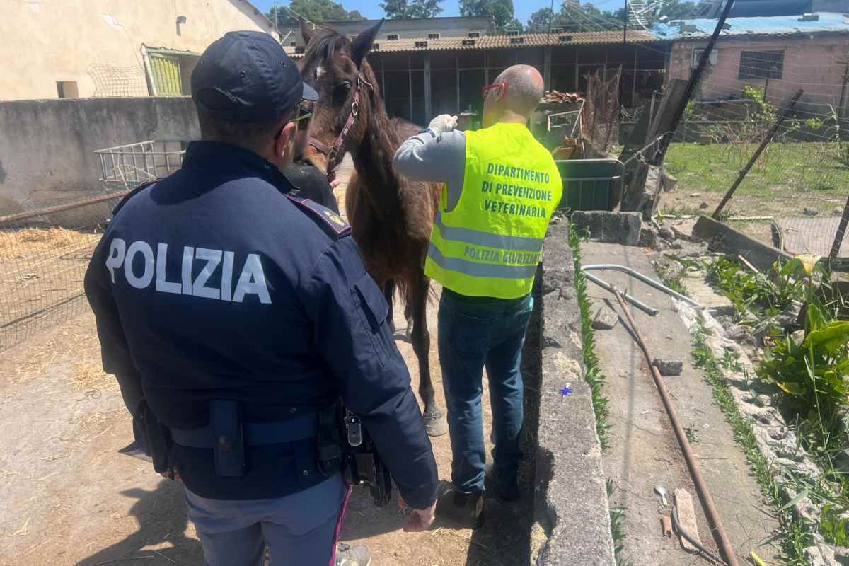 VIDEO | Cavallo tenuto in una stalla abusiva senza cibo e acqua: denunciato 50enne