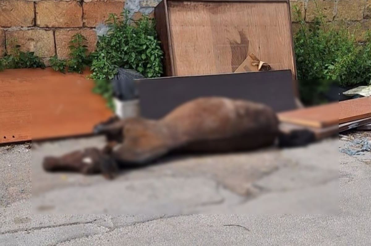 Shock nel cuore di Palermo, cavallo trovato morto tra la spazzatura: “Come un rifiuto”