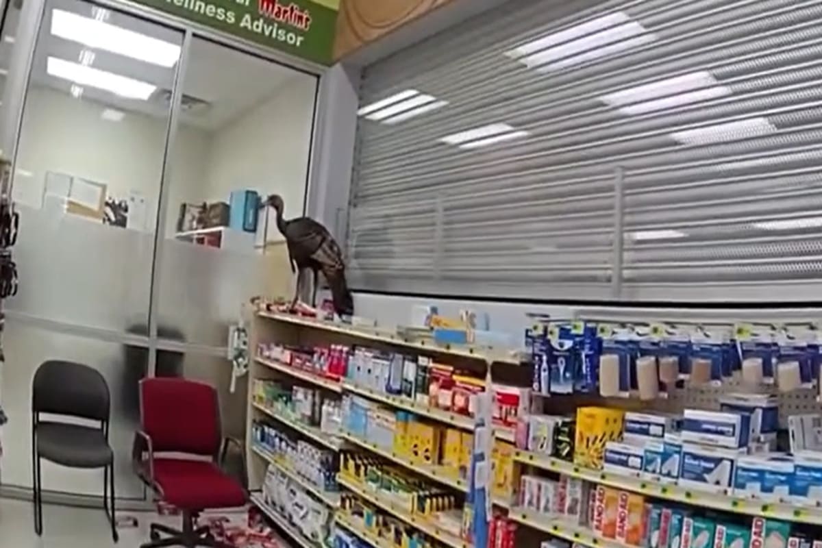 VIDEO | Il tacchino (vivo) ospite inatteso del supermercato, interviene la polizia