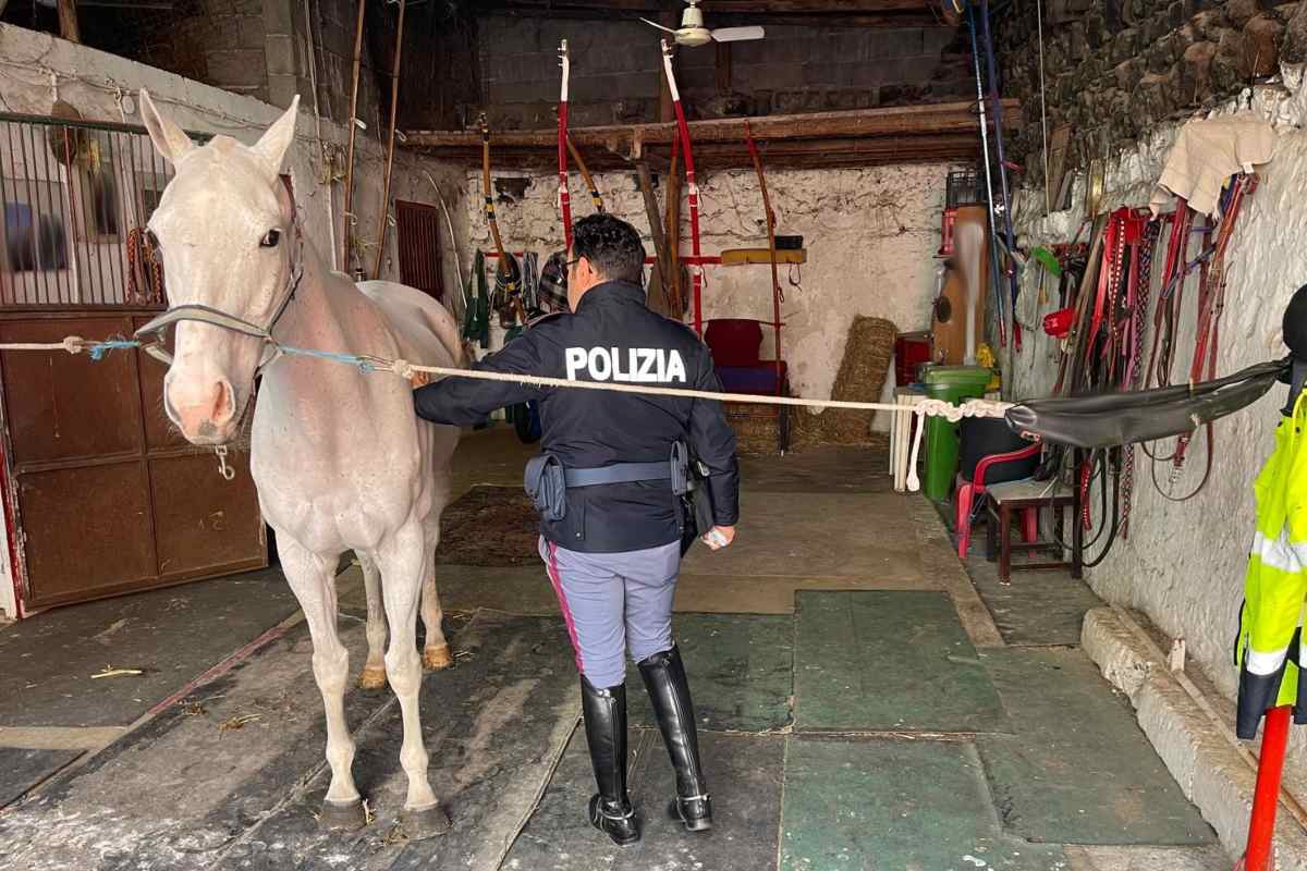 Task force contro le corse e macellazione illegali: salvati 5 cavalli e sanzioni da 35mila euro