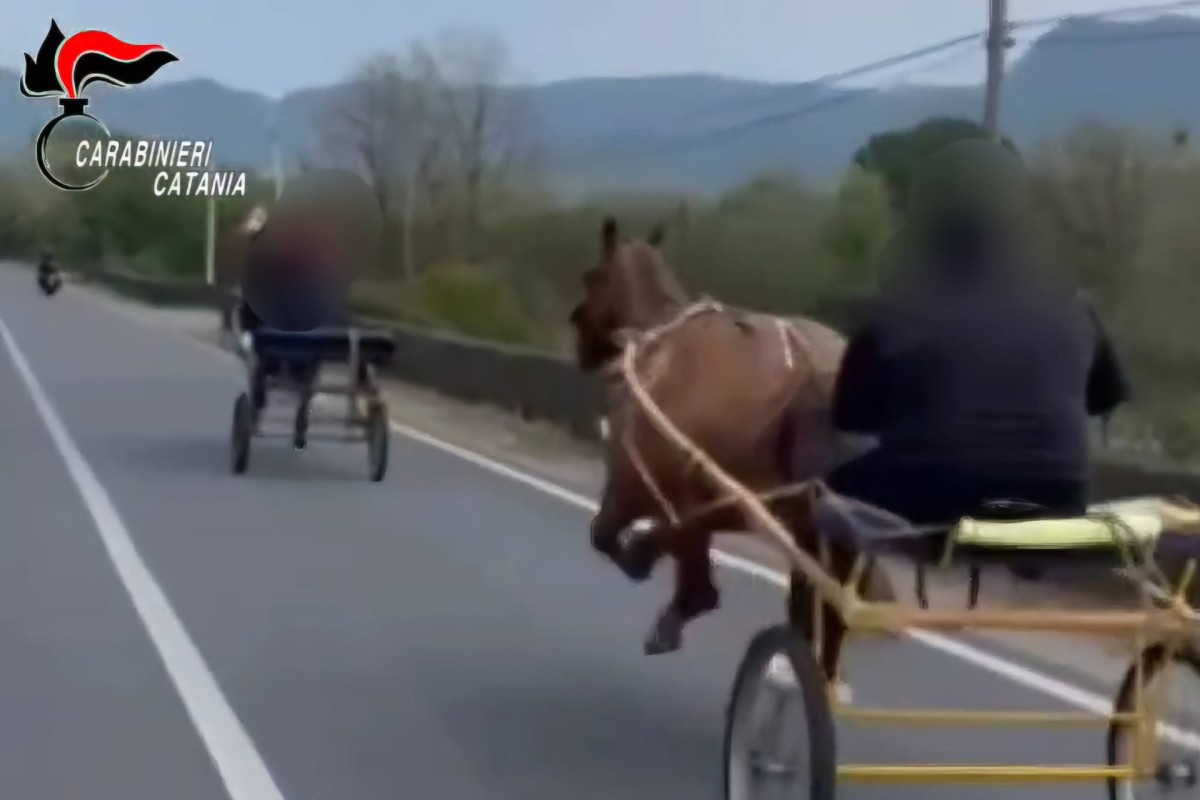 Corsa di cavalli interrotta dai Carabinieri a Castiglione di Sicilia: denunce e animali sequestrati