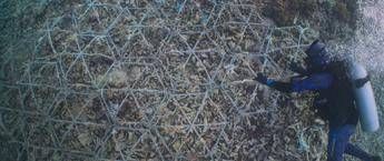 Ripristino barriere coralline, su Prime Video il documentario Reef Builders