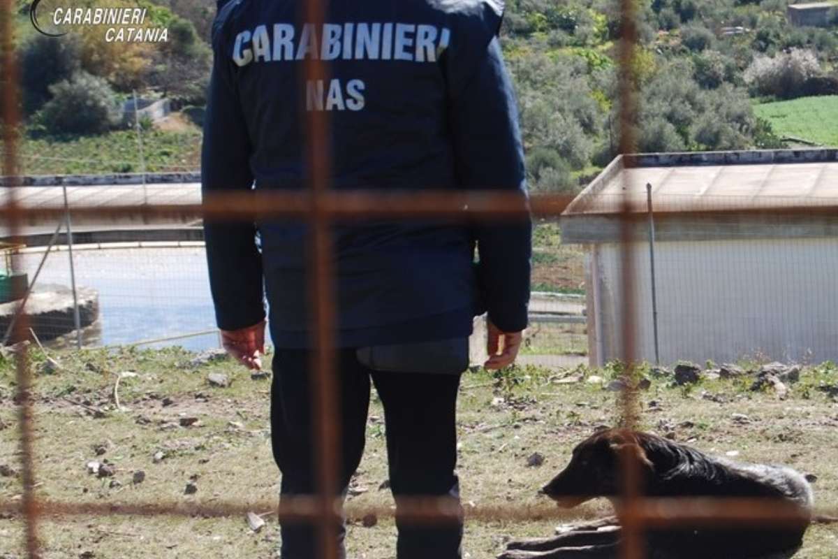 I Nas di Catania sequestrano il canile di Vizzini: 61 cani tenuti in condizioni precarie