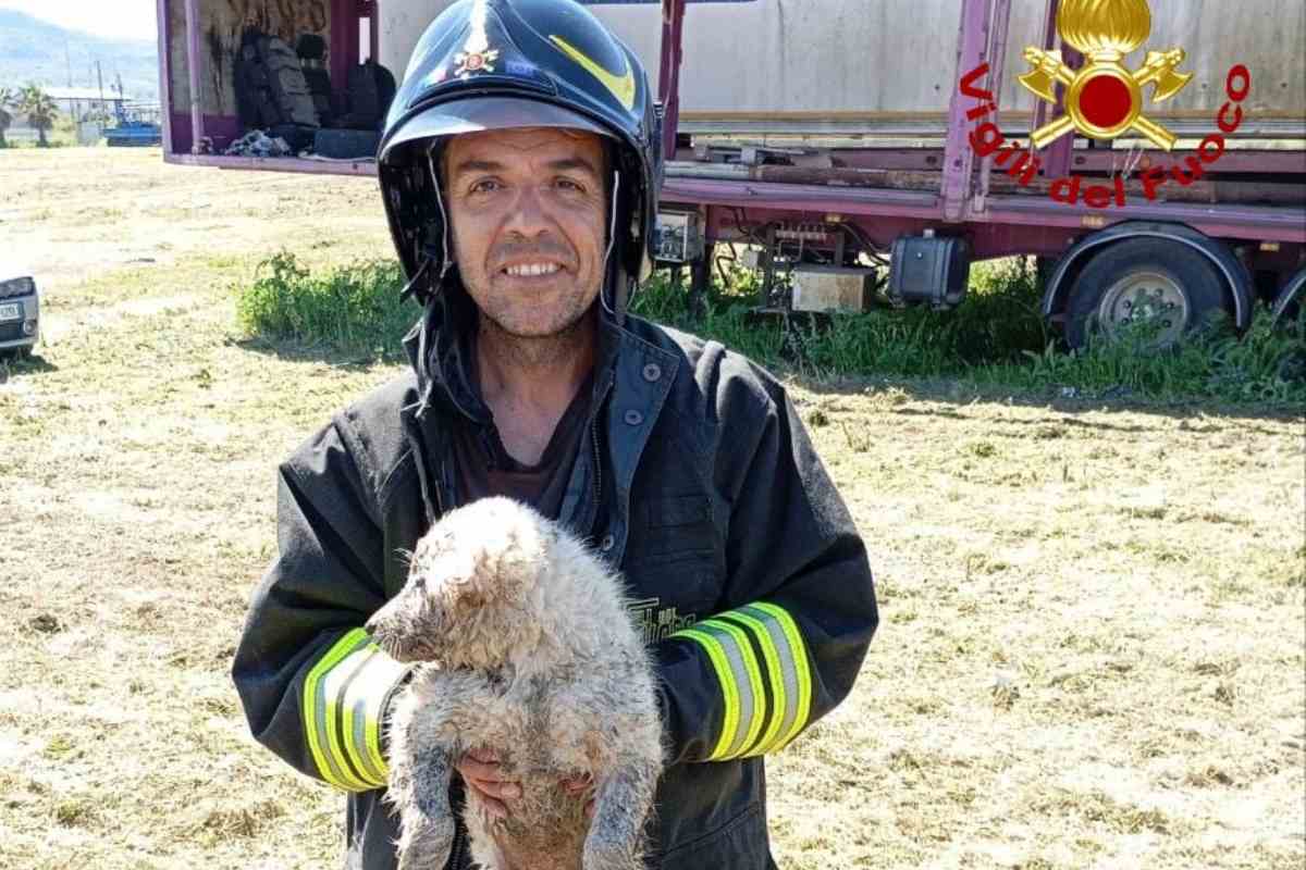 Palagonia, salvato un cane dai Vigili del Fuoco: era caduto all’interno di un pozzo