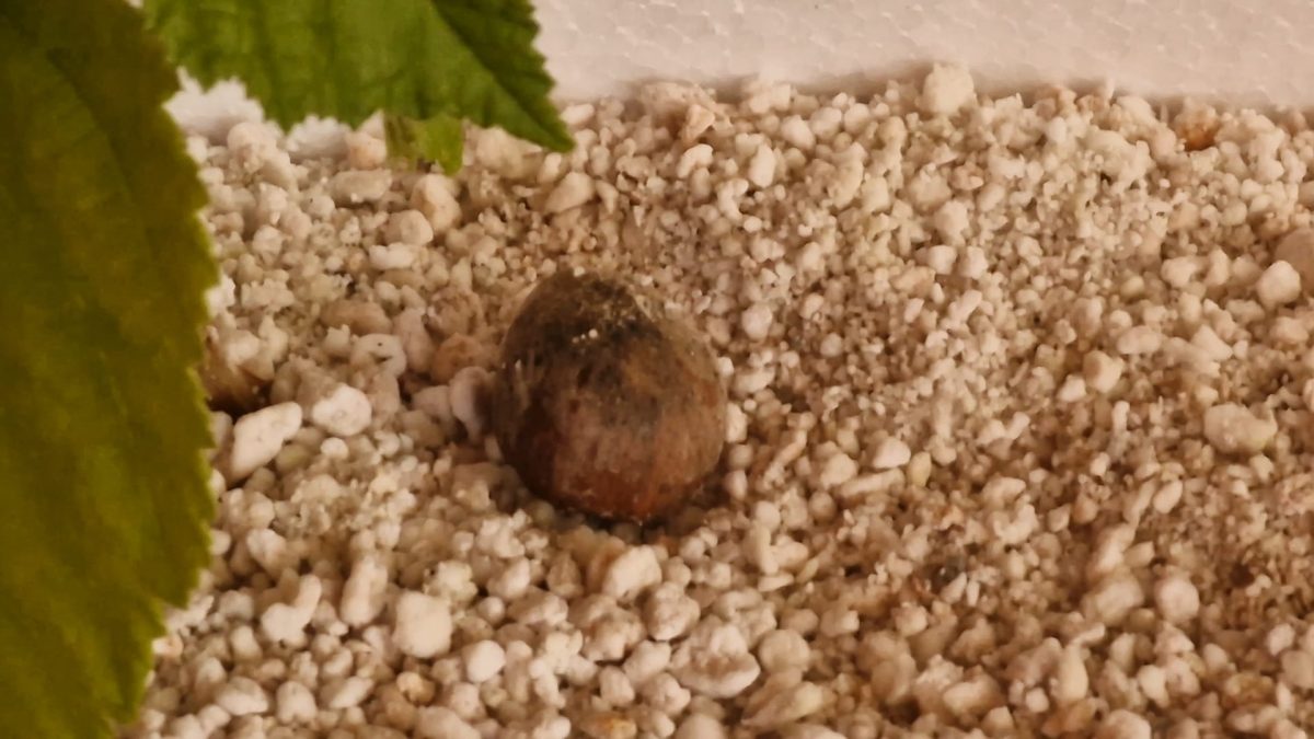 Una importante innovazione nella tartuficoltura: Pacciamatura Vivattiva. Beneficiari i tartuficultori siciliani.