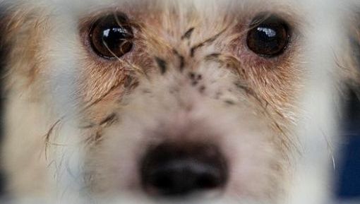 Santanchè: 60% turisti vorrebbe vacanza con animali domestici