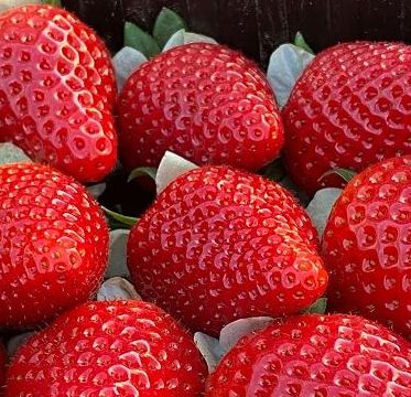 Il Crea porta al Macfrut un focus su innovazione in frutticoltura