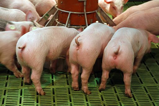 Ok Ue a Italia su 60 mln aiuti a Nestlé per nuovo impianto a Mantova