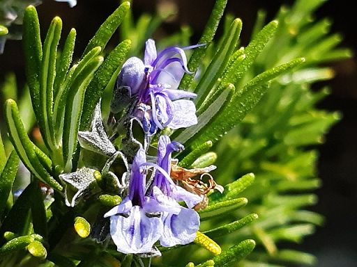 Agricoltura, Coldiretti: storico via libera Ue a erbicida green