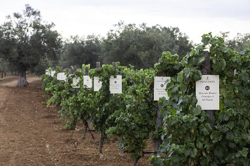 Successo per quarta “Giornata di Campagna” del Progetto Bi.Vi.Si