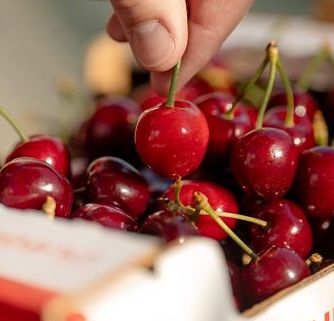 Ciliegia Marostica Igp, produzione stimata in crescita del 25%