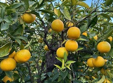 L’arancia bionda tardiva di Trebisacce diventa Presidio Slow Food