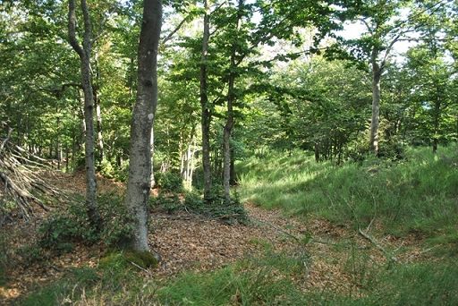Al via in Toscana la tre giorni sul futuro delle foreste Ue