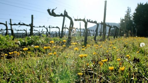 R.Toscana: approvato piano integrato Distretto del Chianti