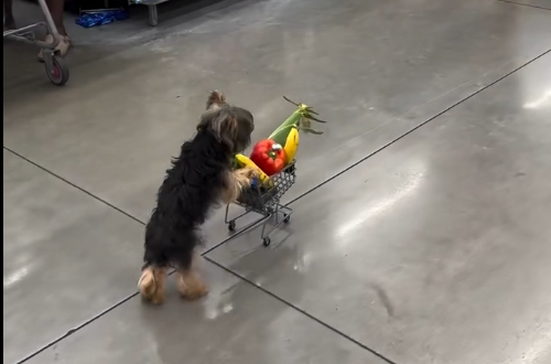 VIDEO | Carrello tra le zampe e passo spedito: un cane fa la spesa al supermercato