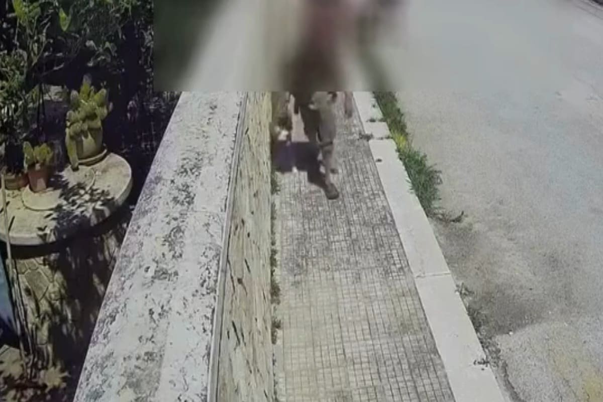 VIDEO | Crudele violenza in Sicilia, cane massacrato a calci dal padrone: fermato