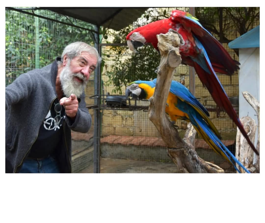 Palermo, rubati due rari esemplari di pappagallo Ara: l’appello per ritrovarli