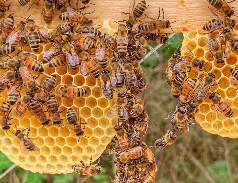 Le api guardiane della salute del mondo: “Cruciali per agroalimentare e natura”