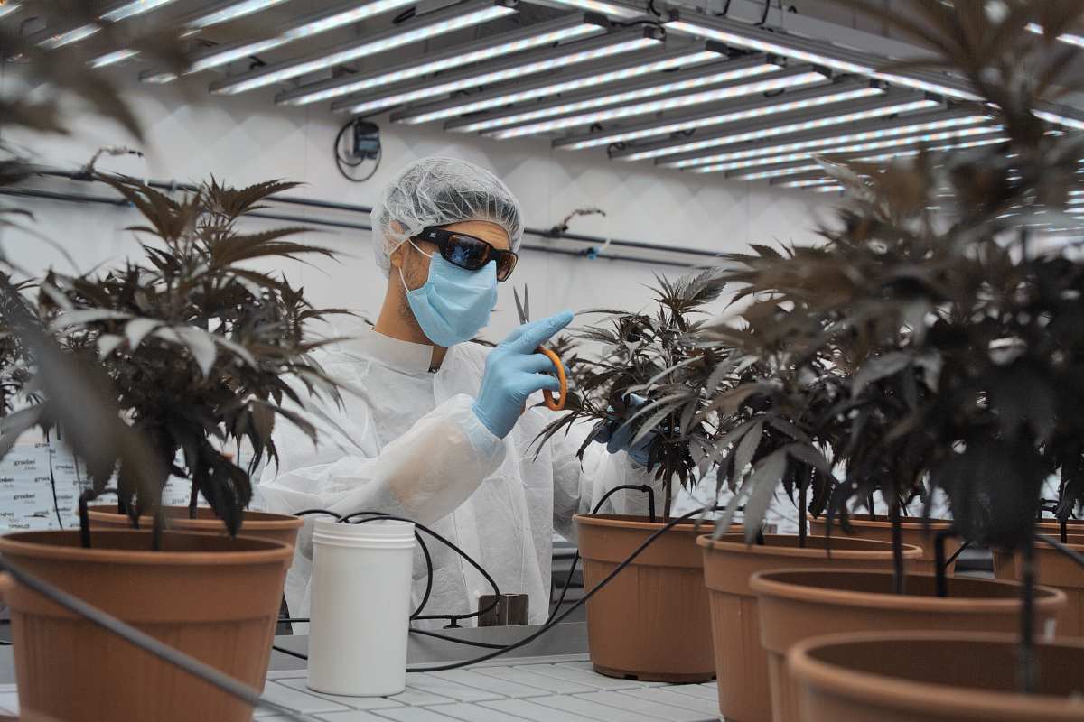 Siracusa, attivato il primo laboratorio di cannabis terapeutica all’ospedale Umberto I