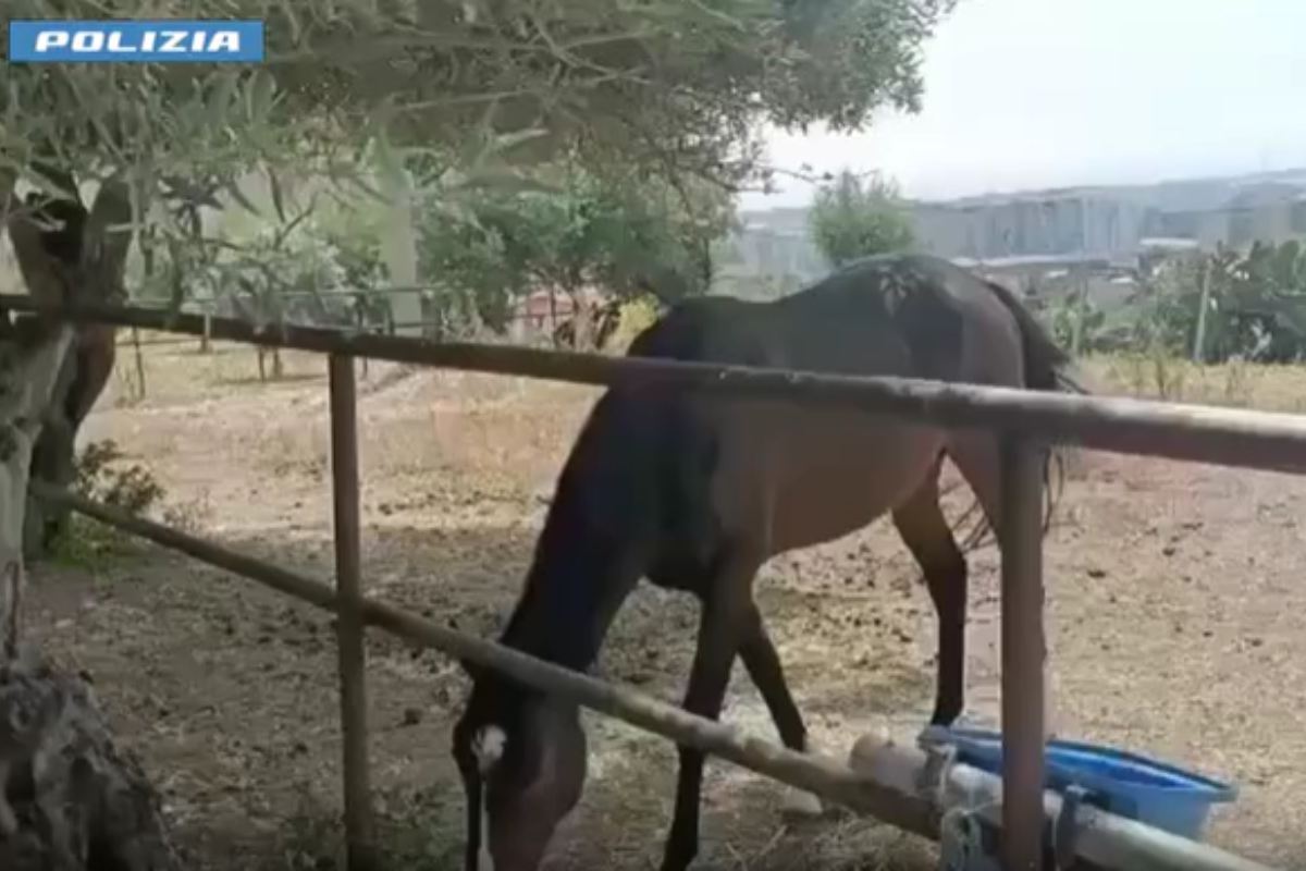 VIDEO | Recinta un terreno comunale per detenere un cavallo e un pollaio: denunciato 42enne