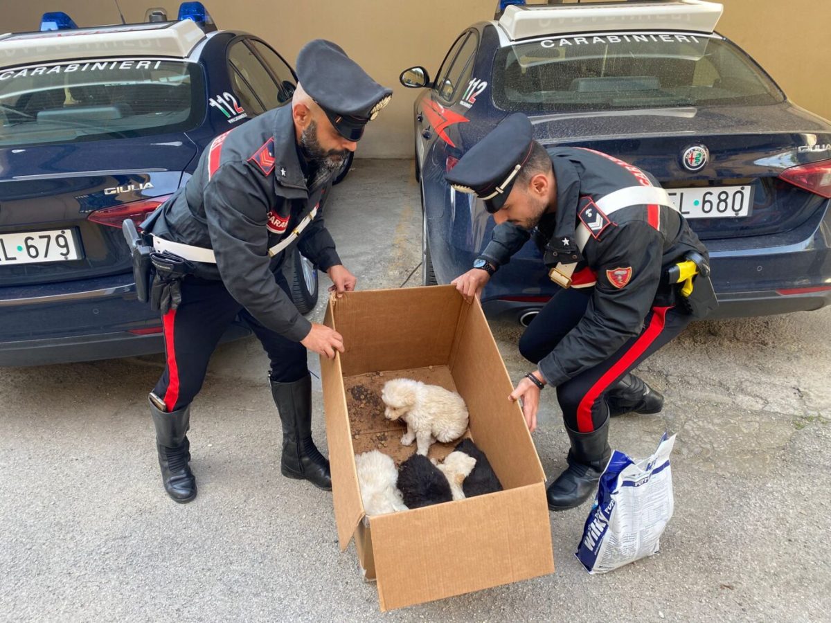 Abbandonati e infreddoliti: salvati 8 cuccioli dai Carabinieri nel Palermitano