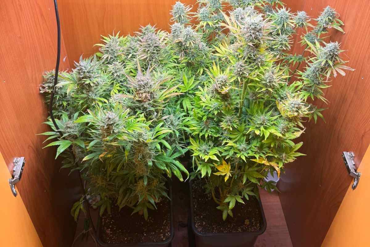 Scoperta una serra di marijuana nel salotto: arrestato pusher 37enne a Catania