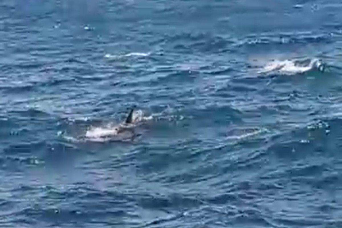 VIDEO | Avvistato un grande squalo bianco a poche decine di metri dalle coste di Malta