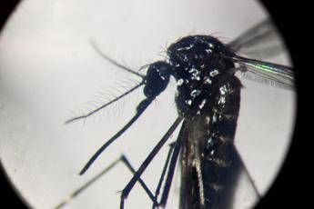 Dengue, un caso in provincia di Como: “Piano di disinfestazione, no prodotti dell’orto”