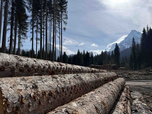 Al via in Veneto sperimentazione contro l’emergenza bostrico