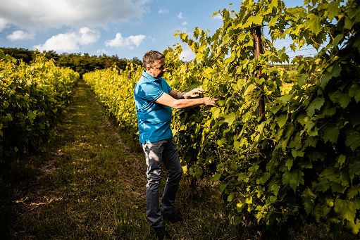 Vino, Giannitessari lancia “Durello in Malga” tra sapori della Lessinia