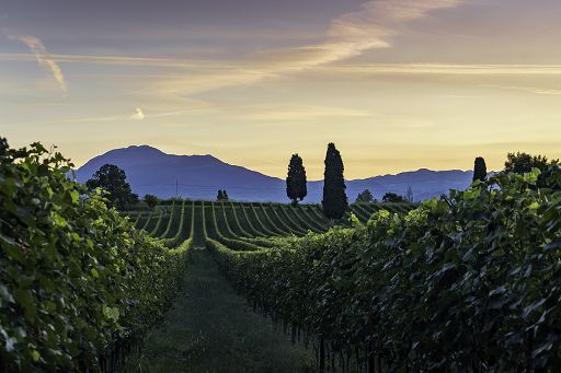 Ottella compie 120 anni: da piccola Cantina a realtà internazionale