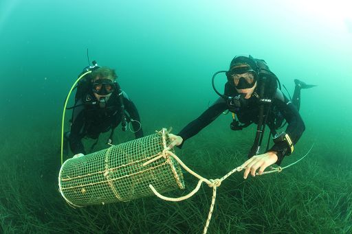 Ambiente, dal Wwf una app per mappare le reti fantasma Ambiente, dal Wwf una app per mappare le reti fantasma