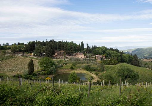 Vecchie Terre di Montefili entra a far parte dell’Old Vine Conference Vecchie Terre di Montefili entra a far parte dell’Old Vine Conference