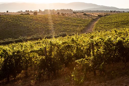 Consorzi Vermentino e Cannonau Sardegna nel Consorzio Uno di Oristano