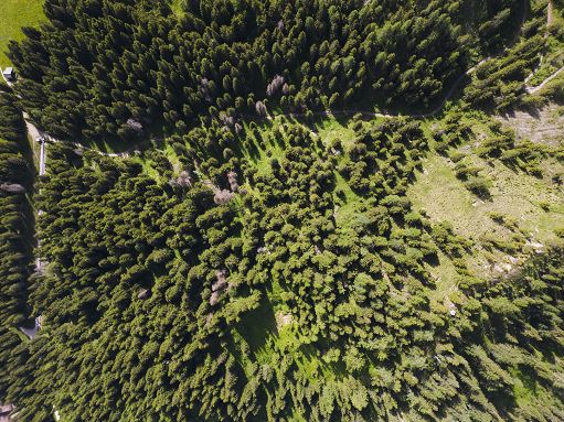 Foresta Italia festeggia tre anni con oltre 132.000 piante