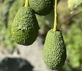 Con il progetto Avocado bio siciliano si punta a 5000 ettari
