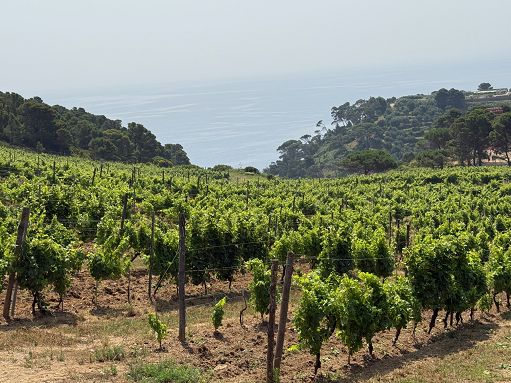 Gorgona Bianco di Marchesi Frescobaldi, vino che sa di mare e speranza