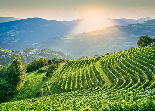 Vino, Cantina Valle Isarco: in 10 anni +200% di vigneti di Kerner