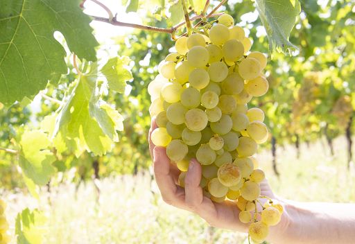 ”Di Gavi in Gavi Festival”: l’estate tra vino e territorio ”Di Gavi in Gavi Festival”: l’estate tra vino e territorio