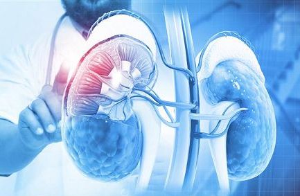 Salute, SIN: l’estate mette alla prova i nostri reni