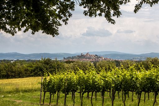 Umbria Top: una ricerca sul patrimonio vitivinicolo dell’Umbria