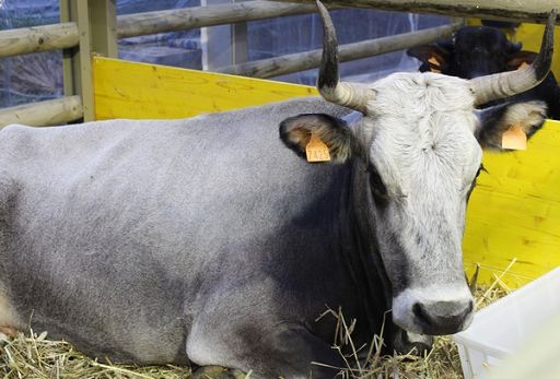 Confagri E-R a Regione: attivarsi subito contro dermatite nodulare