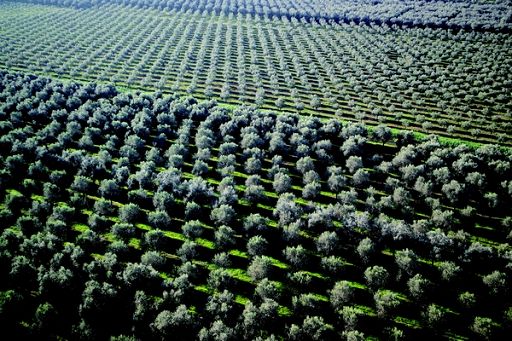 Monini: fioriture 2025 promettono bene in termini quantità