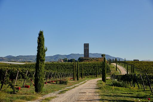 Vino, dieci anni fa la famiglia Veronesi acquisiva Tenimenti Leone