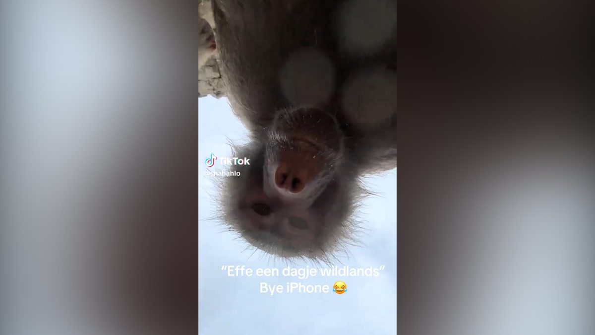 VIDEO | Babbuini rubano smartphone e si autoregistrano: il filmato conquista il web