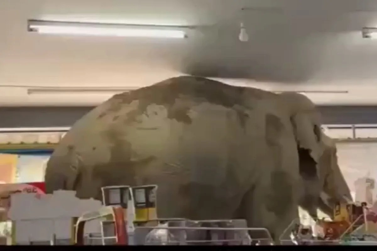 VIDEO | Elefante “Lupin”: entra in un negozio e ruba uno snack