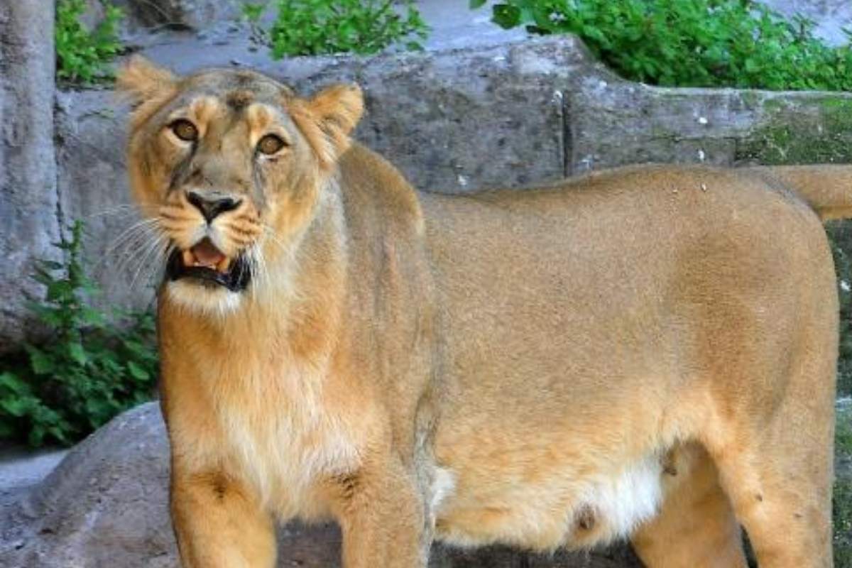 59enne sorpreso in bagno da una leonessa durante spedizione e viene sbranato: il dramma