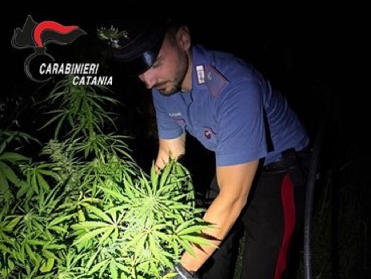 Blitz per salvare animali si trasforma in operazione antidroga: scoperta piantagione di marijuana nel Catanese